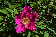 13 Rosa canina in piena fioritura